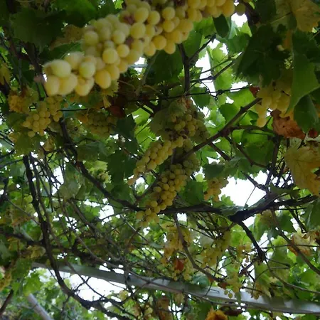 Helios Rhodos * Koskinou (Rhodes)