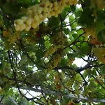 Helios Rhodos * Koskinou