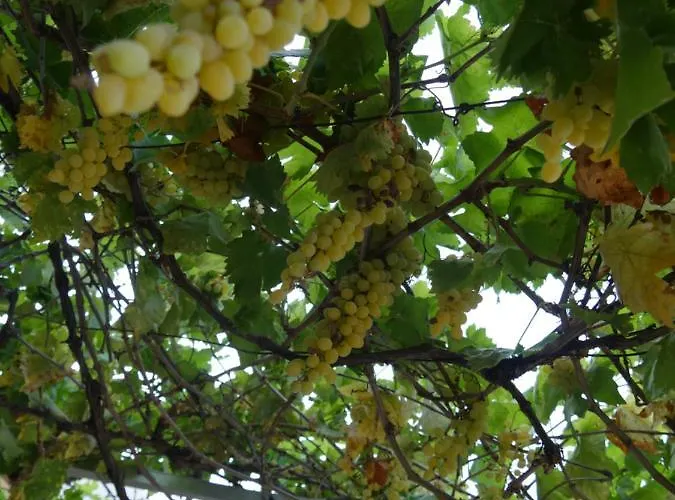 Helios Rhodos * Koskinou (Rhodes)
